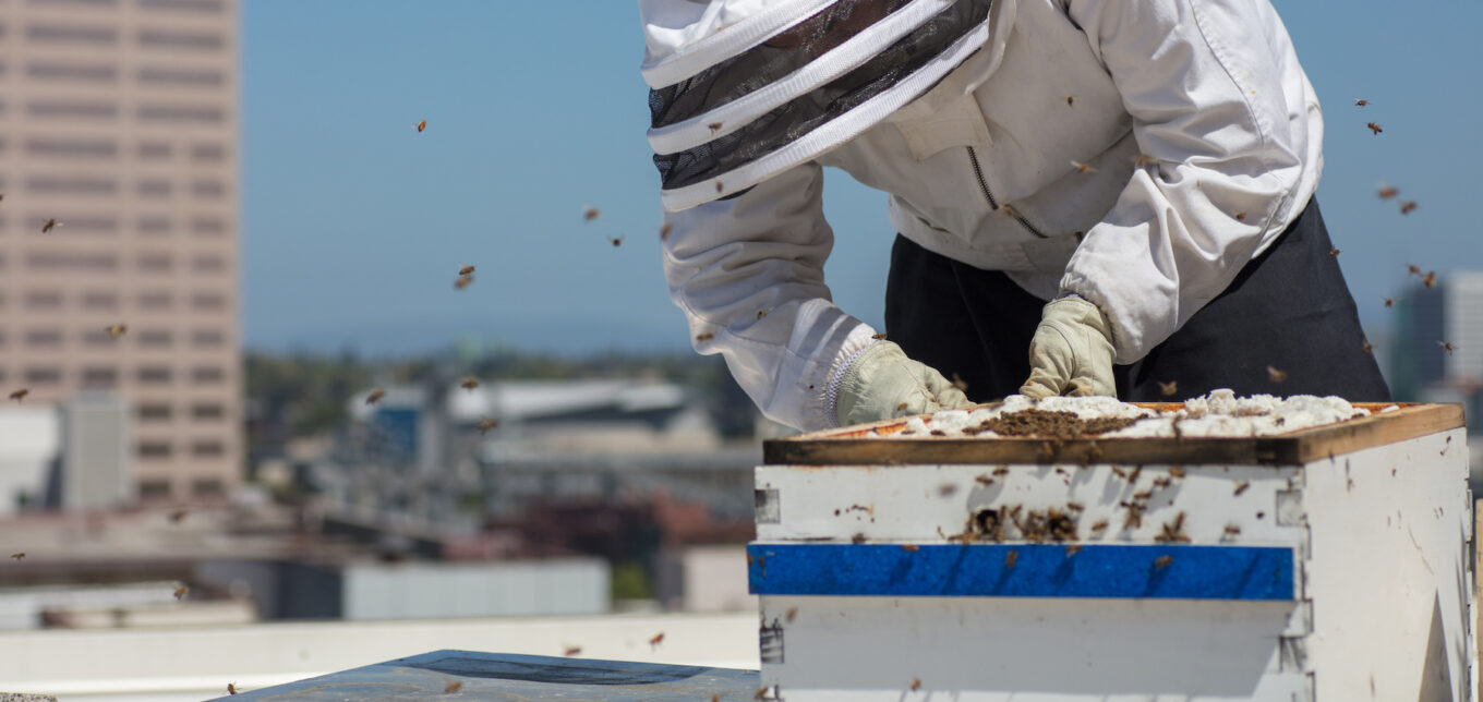 What Is Urban Beekeeping? – Mother Earth News - Vimarsana News